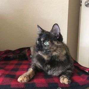 Meet your Posher, Lisa